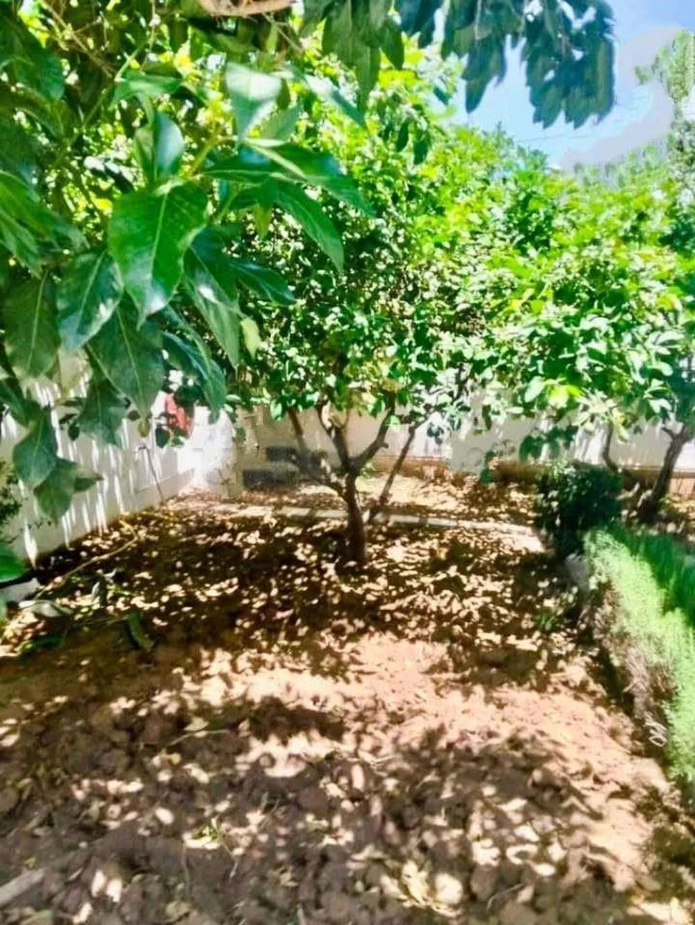 à louer villa S+4 avec jardin à Menzah 9 A, صورة 4